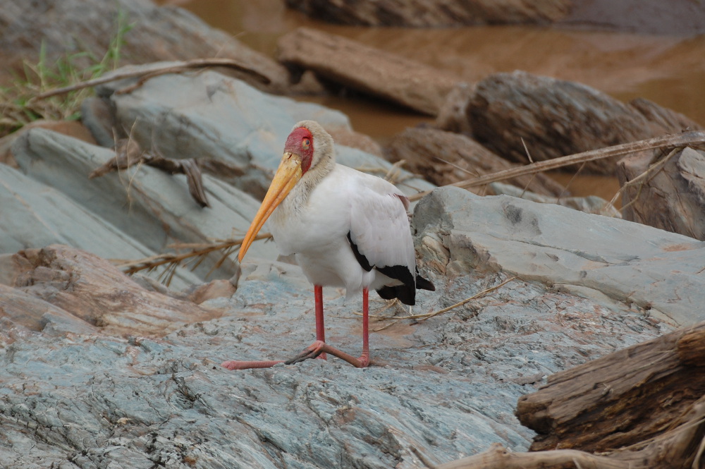 Tanzania - Tantalo beccogiallo (Mycteria ibis)
